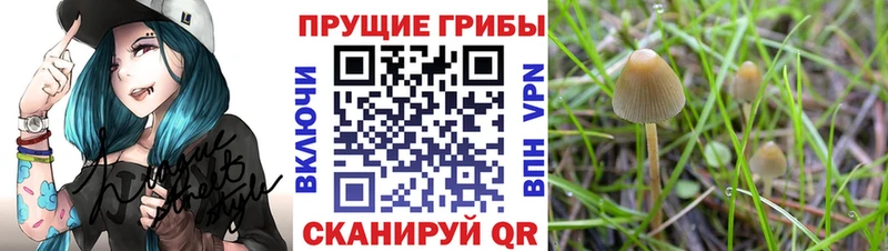 Галлюциногенные грибы Cubensis  Мичуринск 